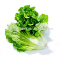 NLT08 Lvis besten grünen Salat Samen China